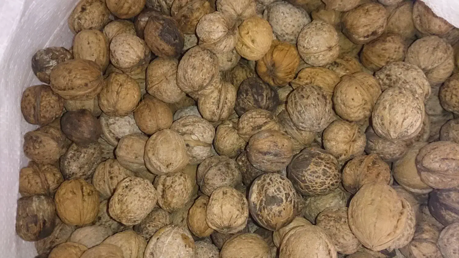 گردو|خوردنی و آشامیدنی|گرمخان, |دیوار