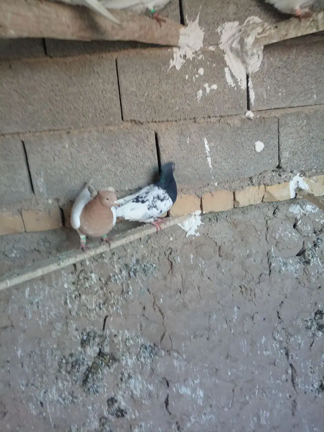 طوقی  کله|پرنده|نیشابور, مازول|دیوار