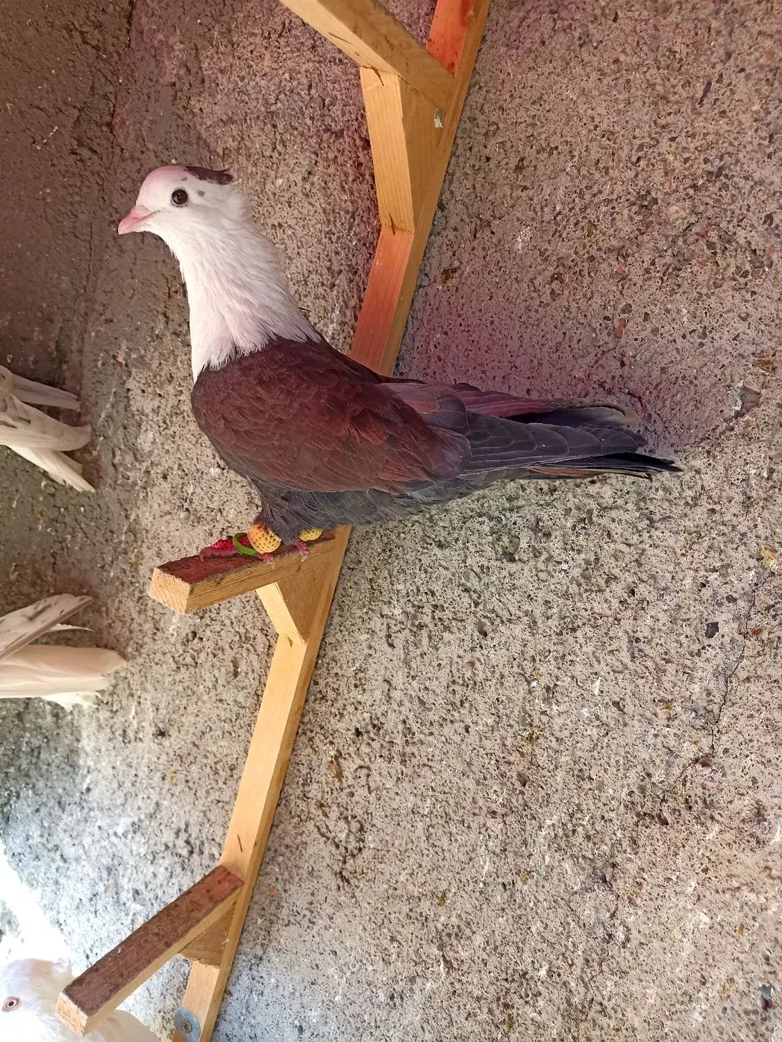 کبوترعطیقه|پرنده|مشهد, هفده شهریور|دیوار