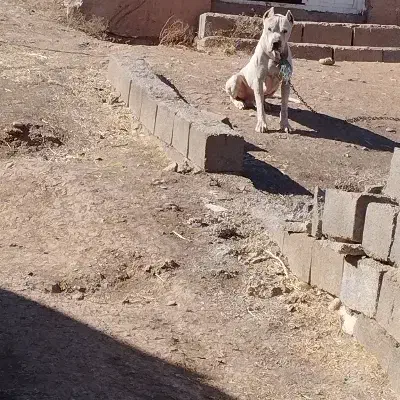 واگذاری سگ|سگ|ایلام, |دیوار