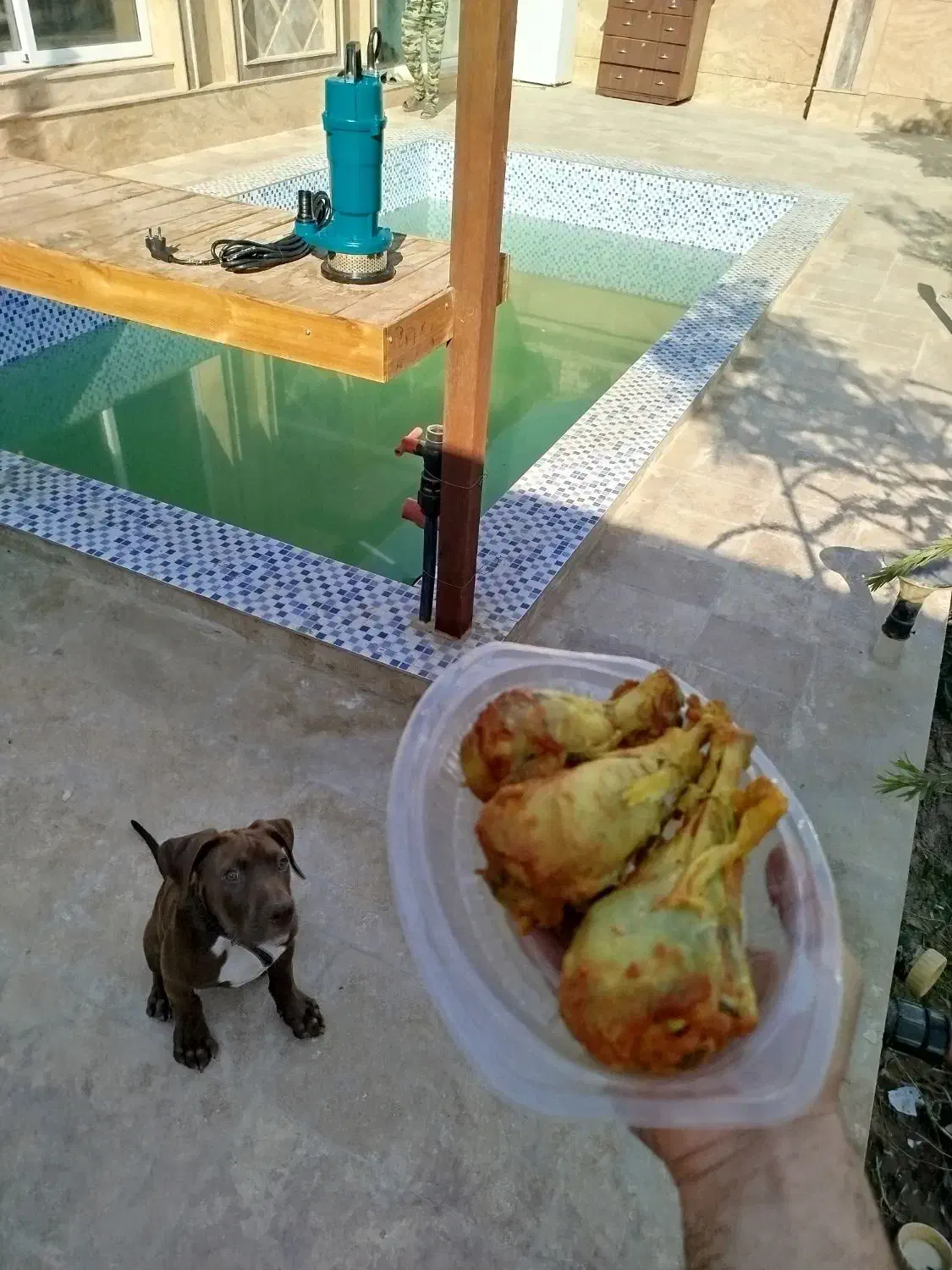 سگ پیتبول نر|سگ|اصفهان, کساره|دیوار