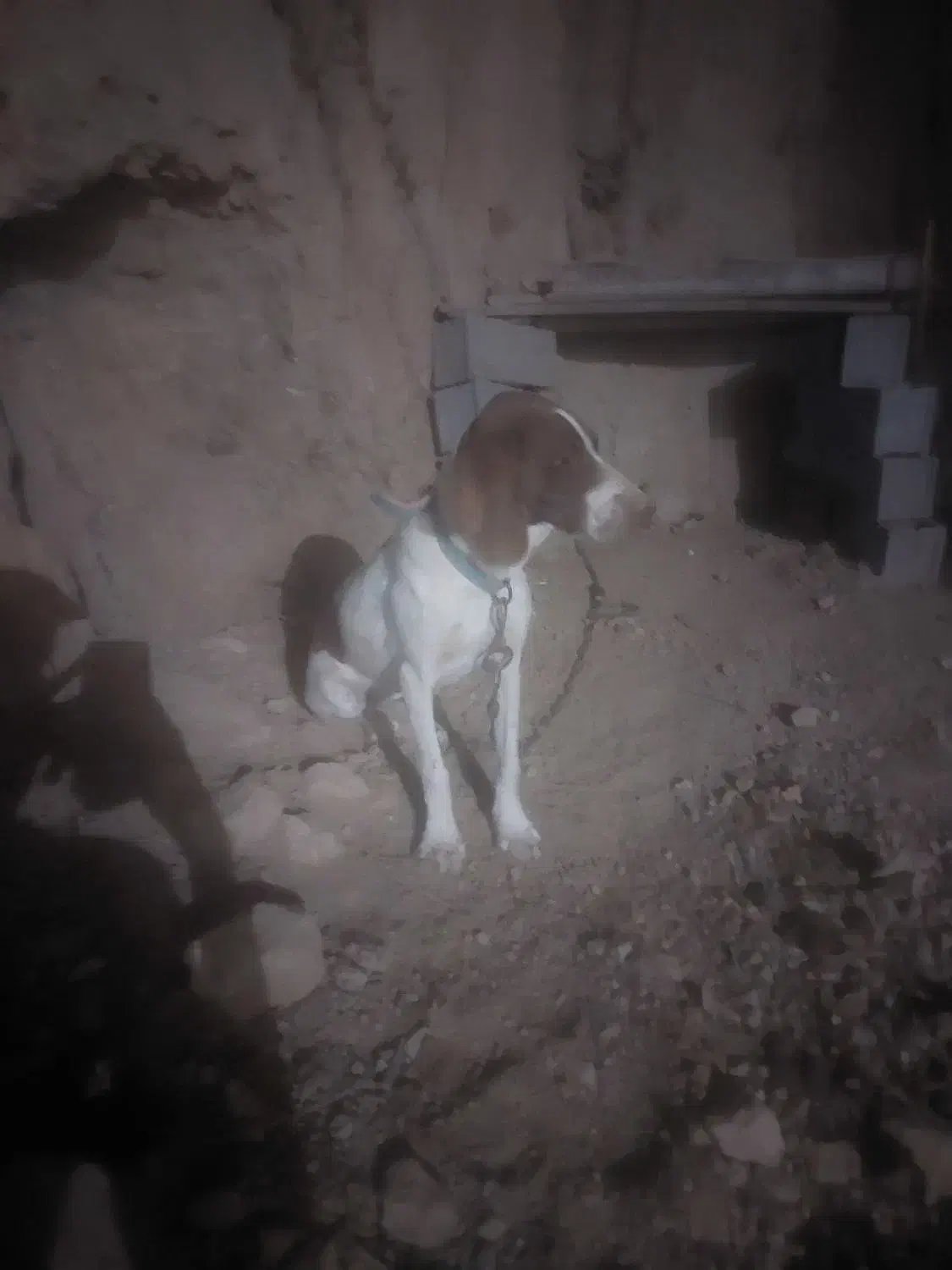 توله شکاری آموزش دیده حرفه ایه ترافل|سگ|گلی داغ, |دیوار