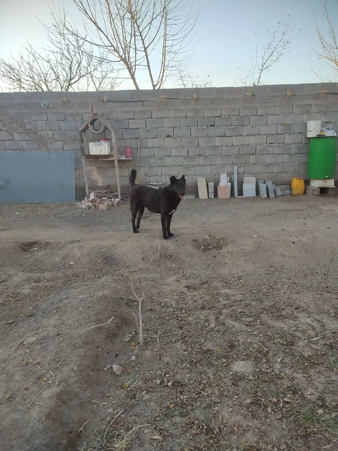 سگه ماده 17ماهه گله|سگ|خسروشاه, |دیوار