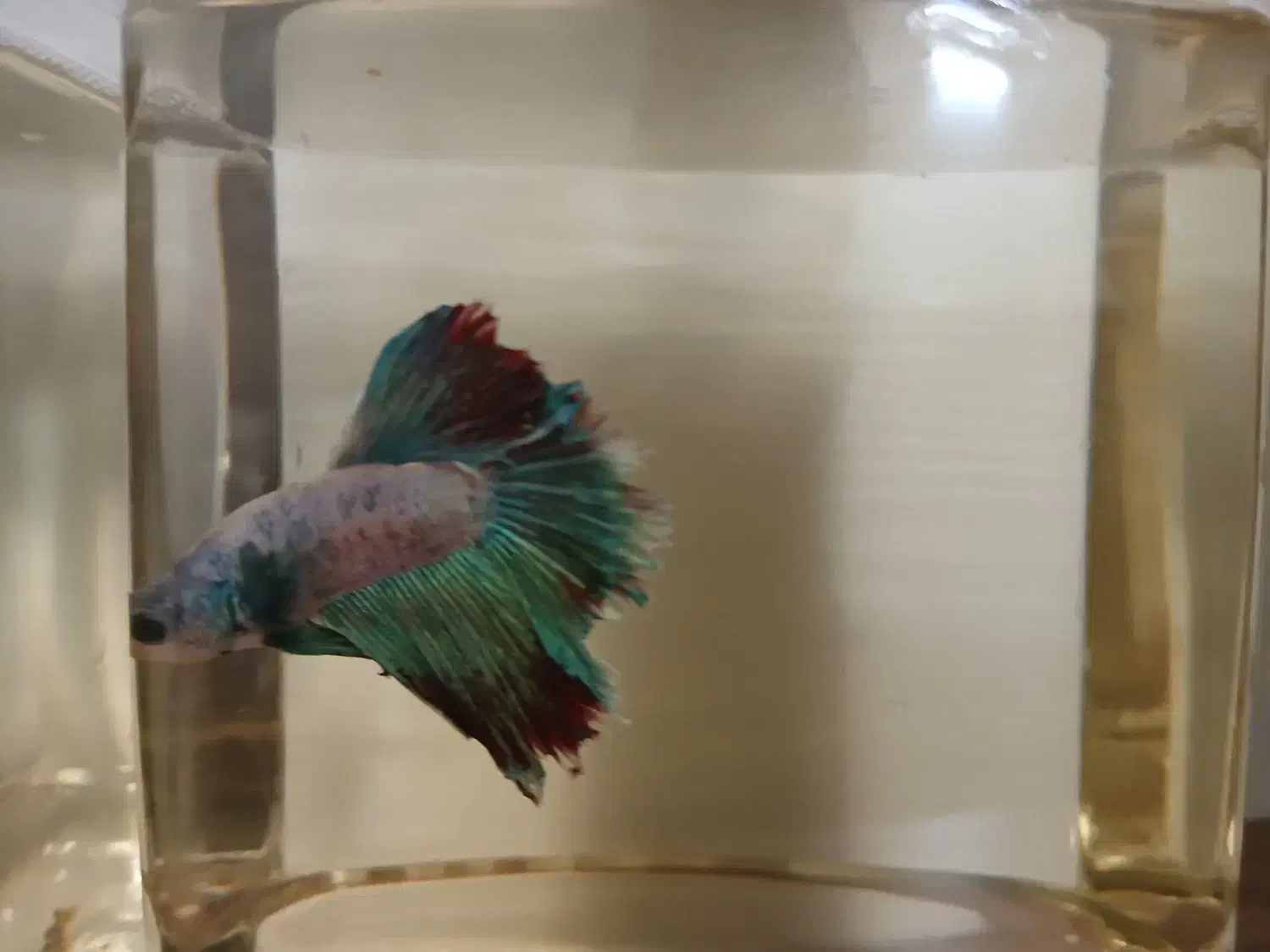 فایتر نر|ماهی|قم, باجک یک|دیوار