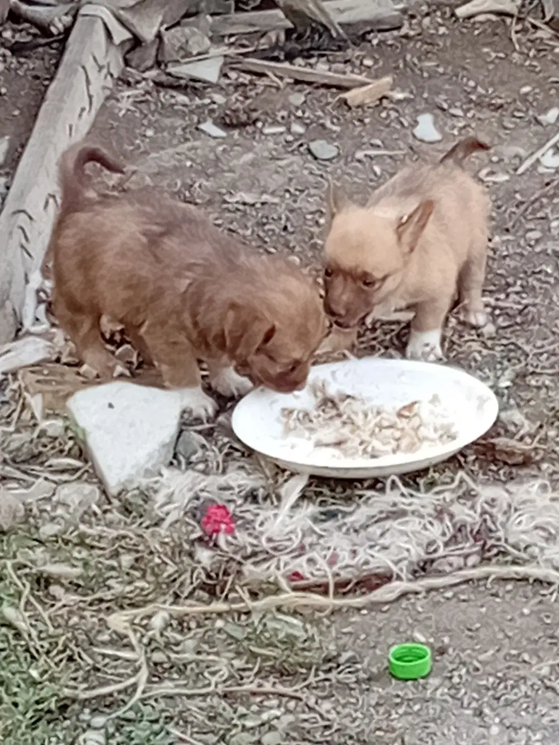 گمشده|حیوانات|گرگان, |دیوار