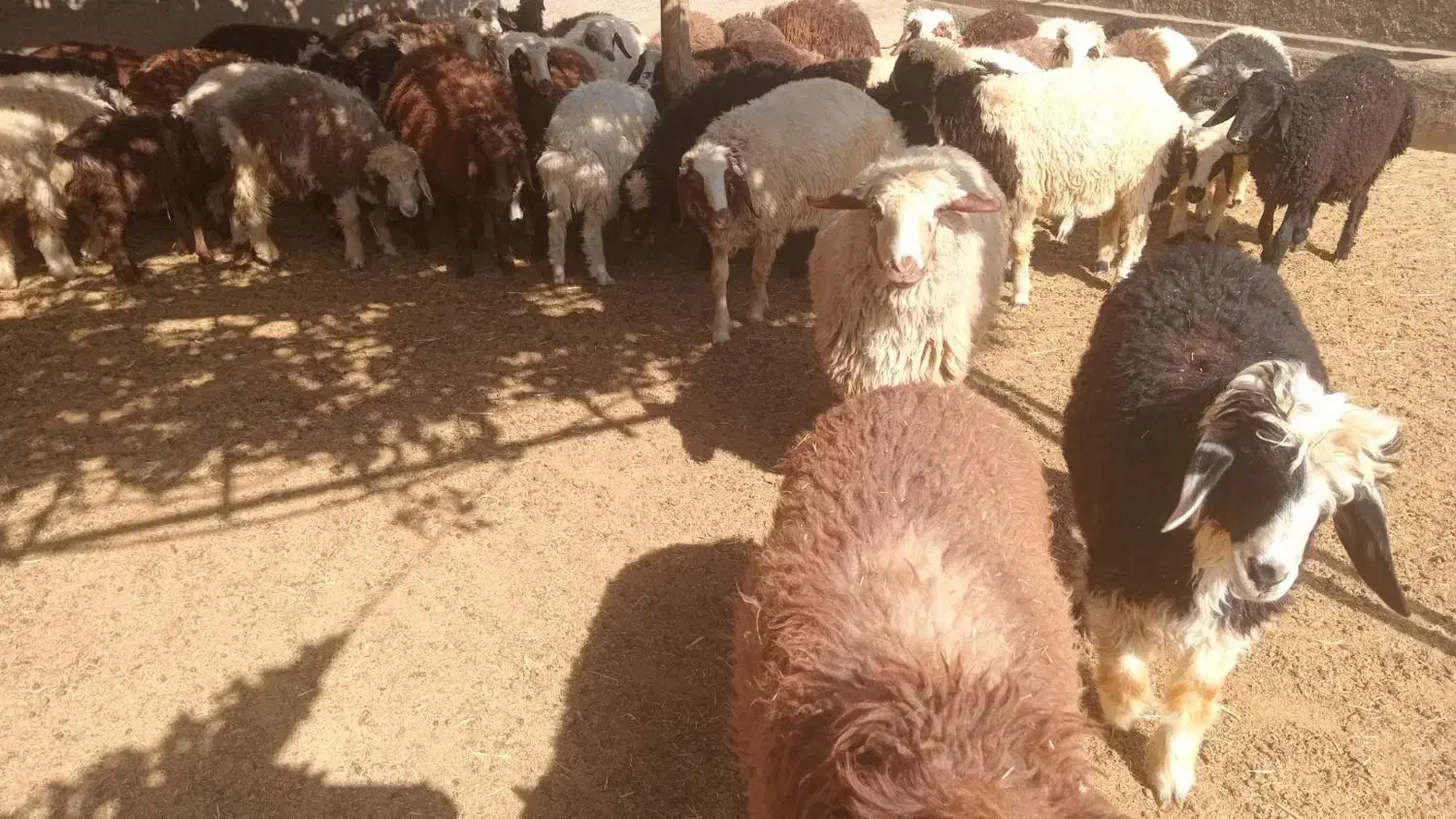 50 عدد بره|حیوانات مزرعه|شاهیوند, |دیوار