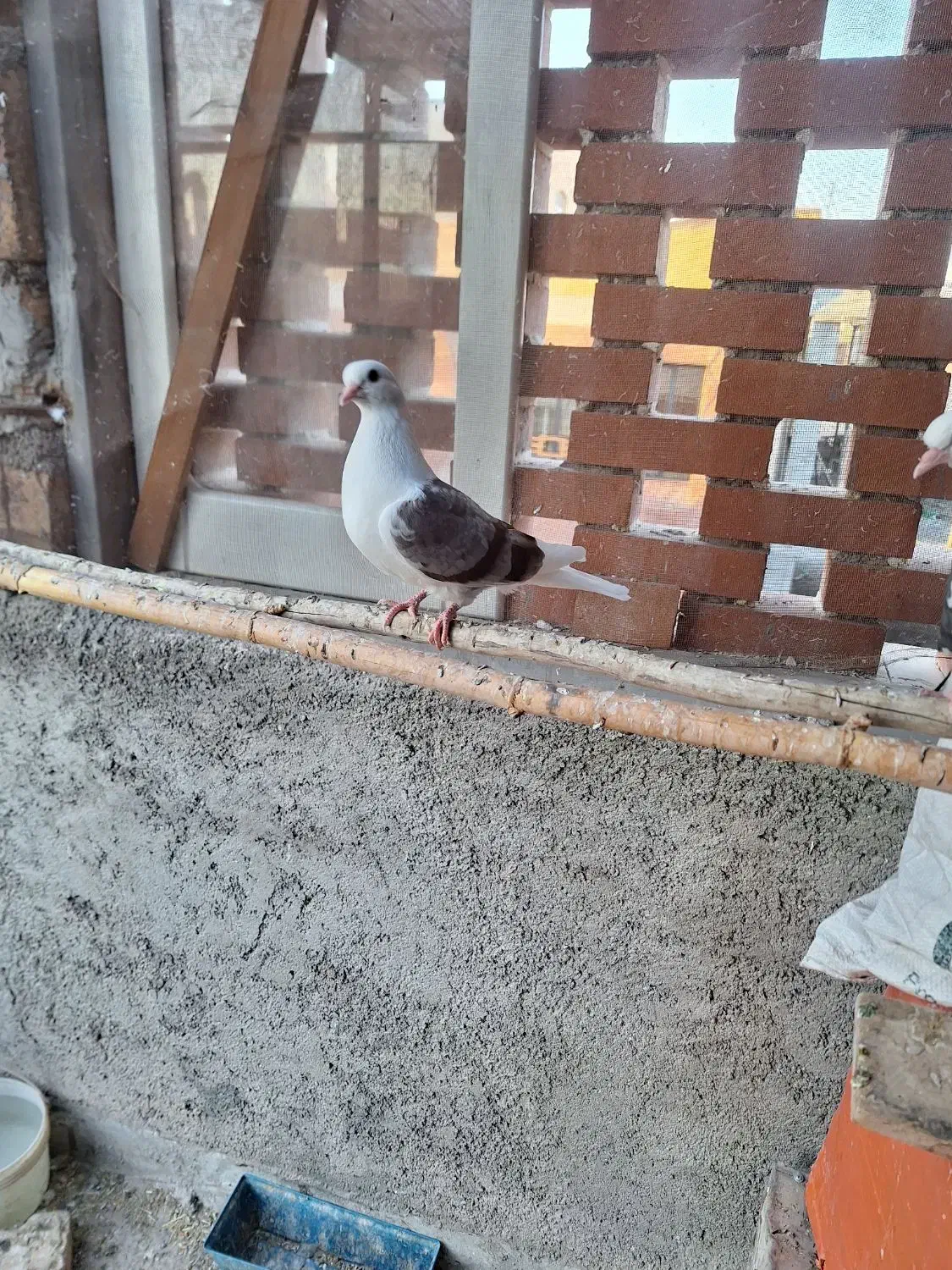 ی جوجه سفید کاکل دیروز گم شده|حیوانات|گرمسار, |دیوار