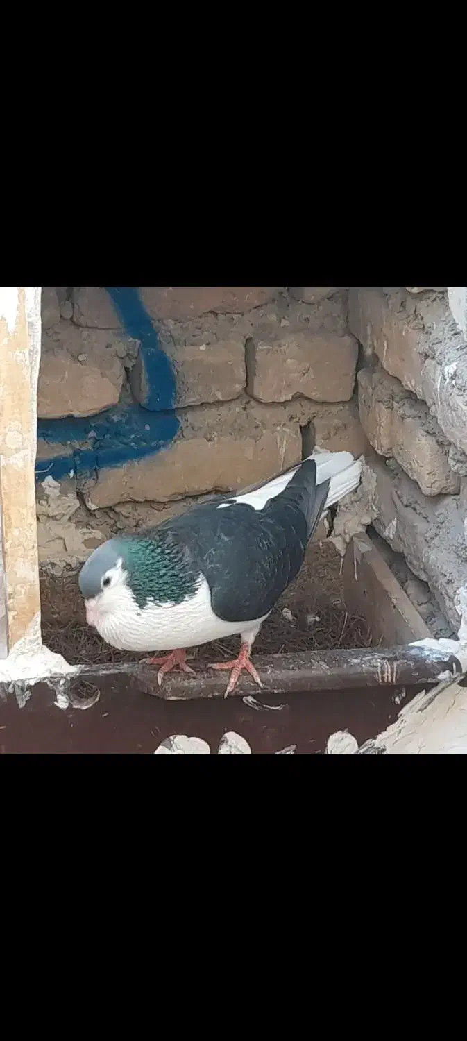 ساده‌نر|پرنده|سلامی, |دیوار