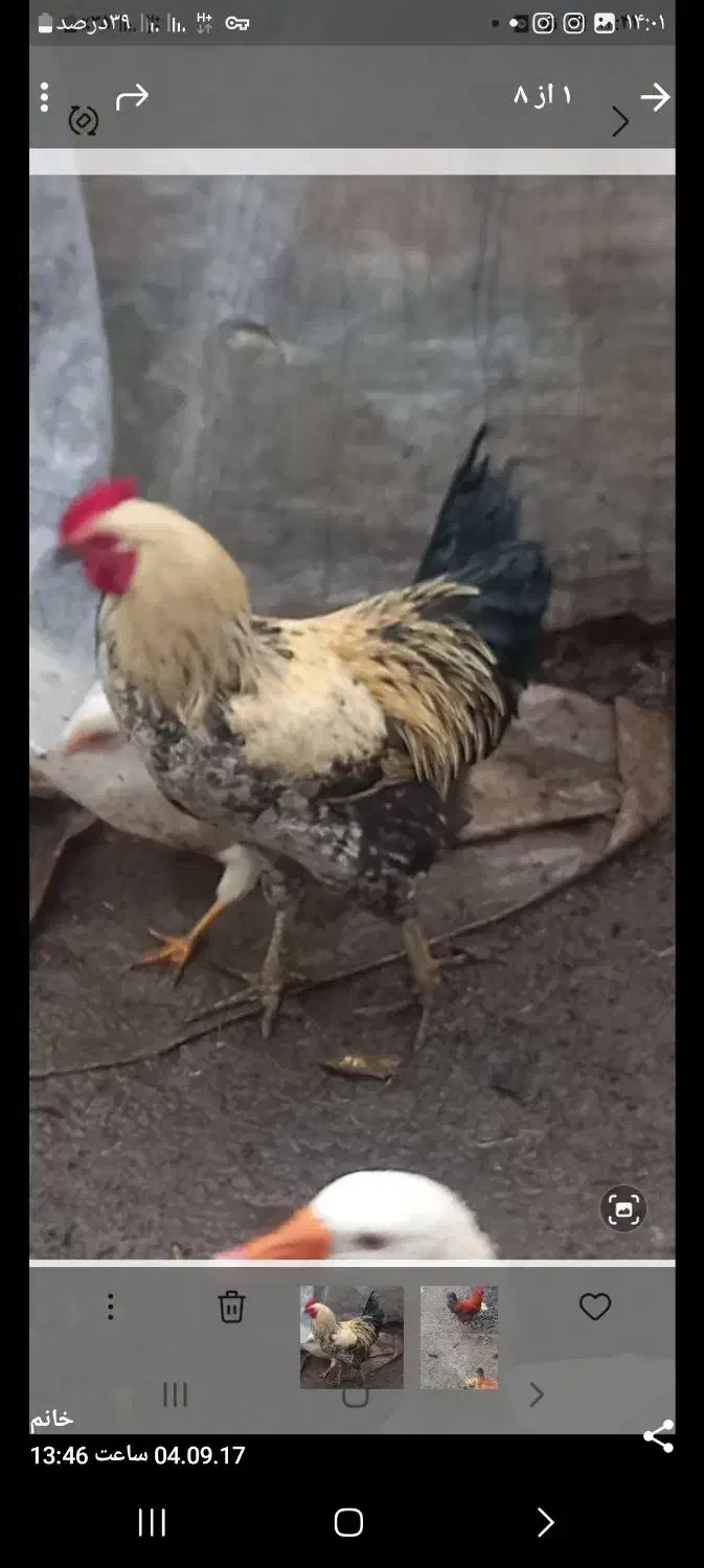 دوتا خروس سرحال وگوشتی|حیوانات مزرعه|چوبر, |دیوار