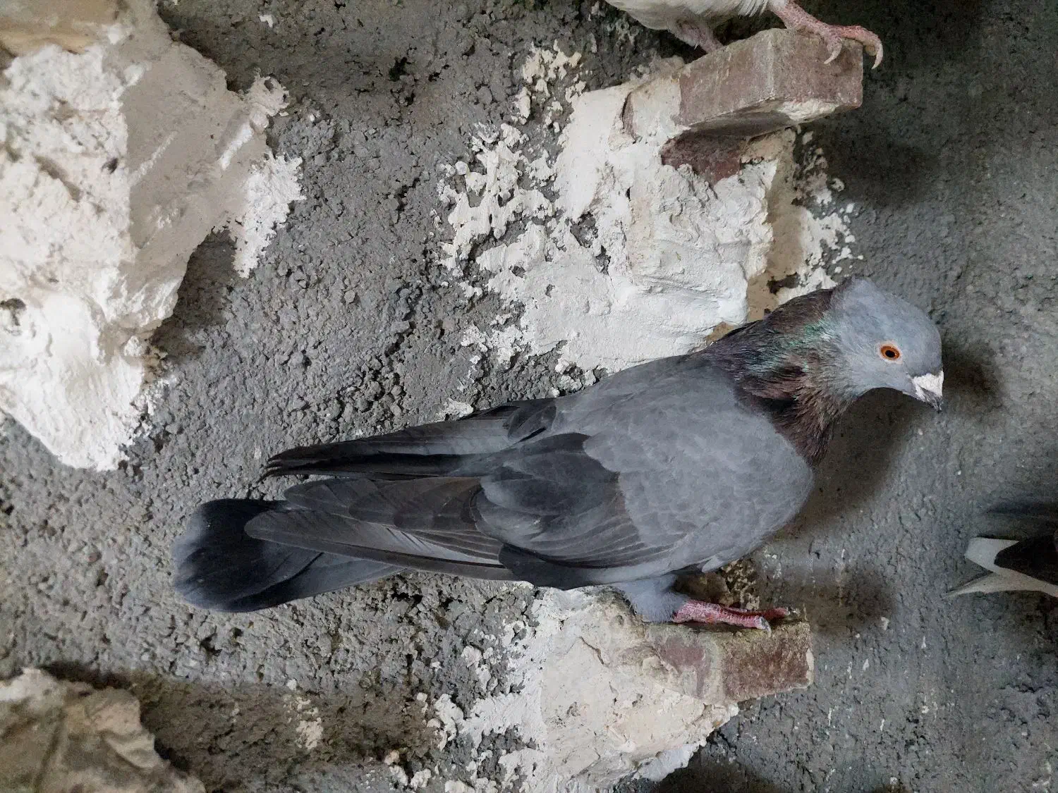 کبوتر سبز کاکل|پرنده|شیراز, کوشک میدان|دیوار