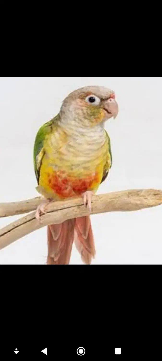 گرینچیک بسیار باادب و دستی|پرنده|شاهرود, |دیوار