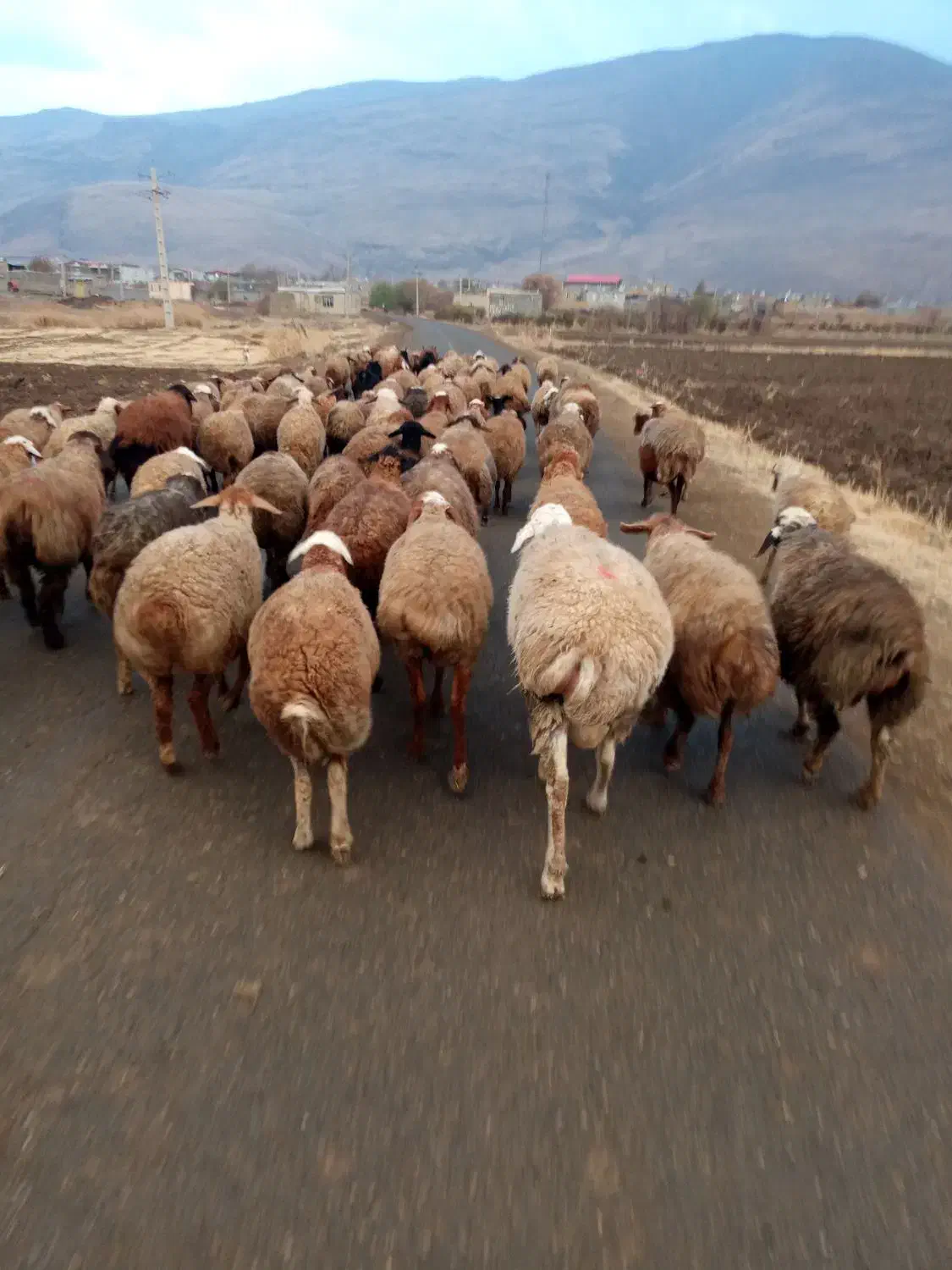 بره ومیش|حیوانات مزرعه|دینور, |دیوار