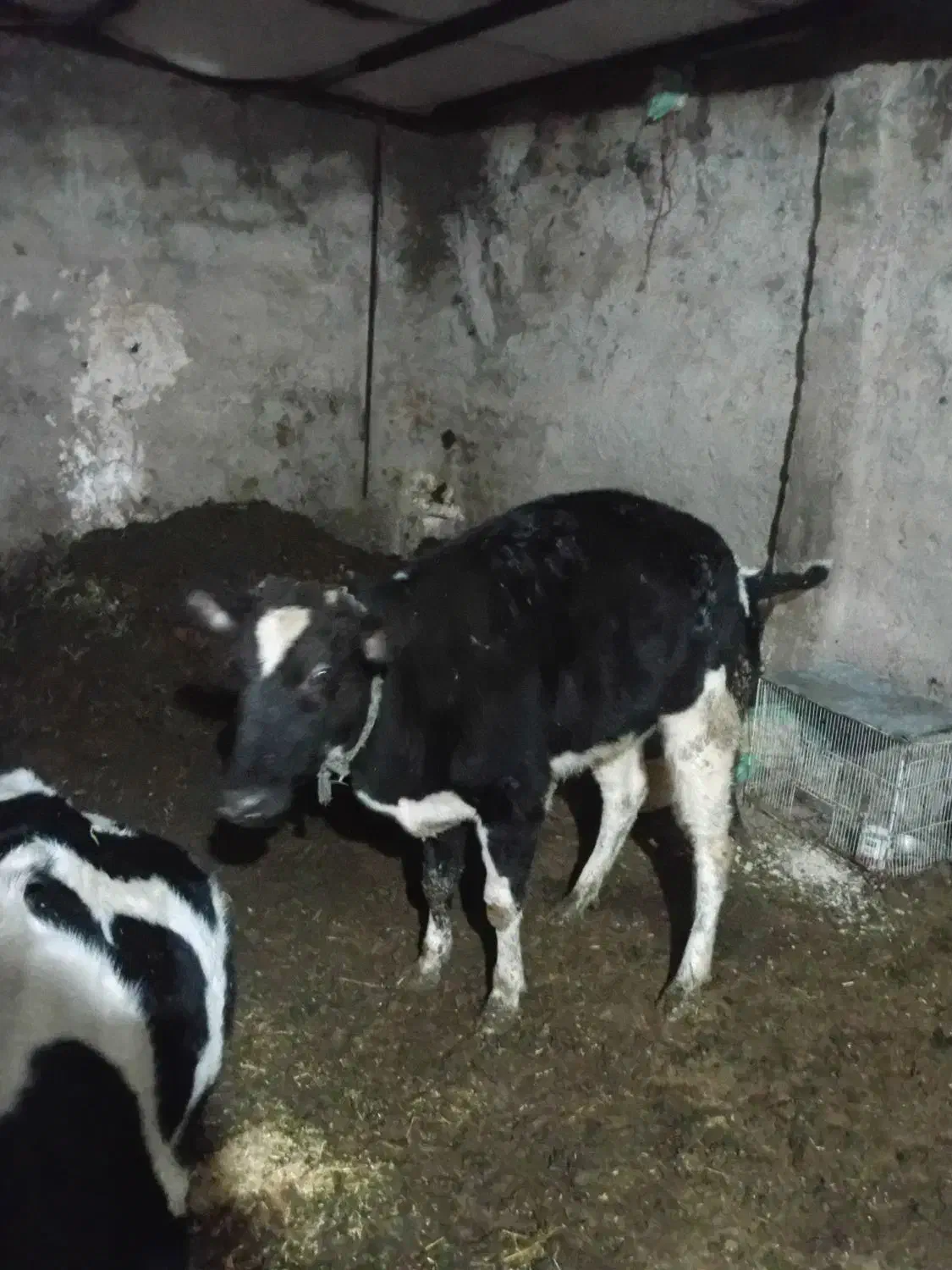 گوساله دورگ|حیوانات مزرعه|بزینه رود, |دیوار