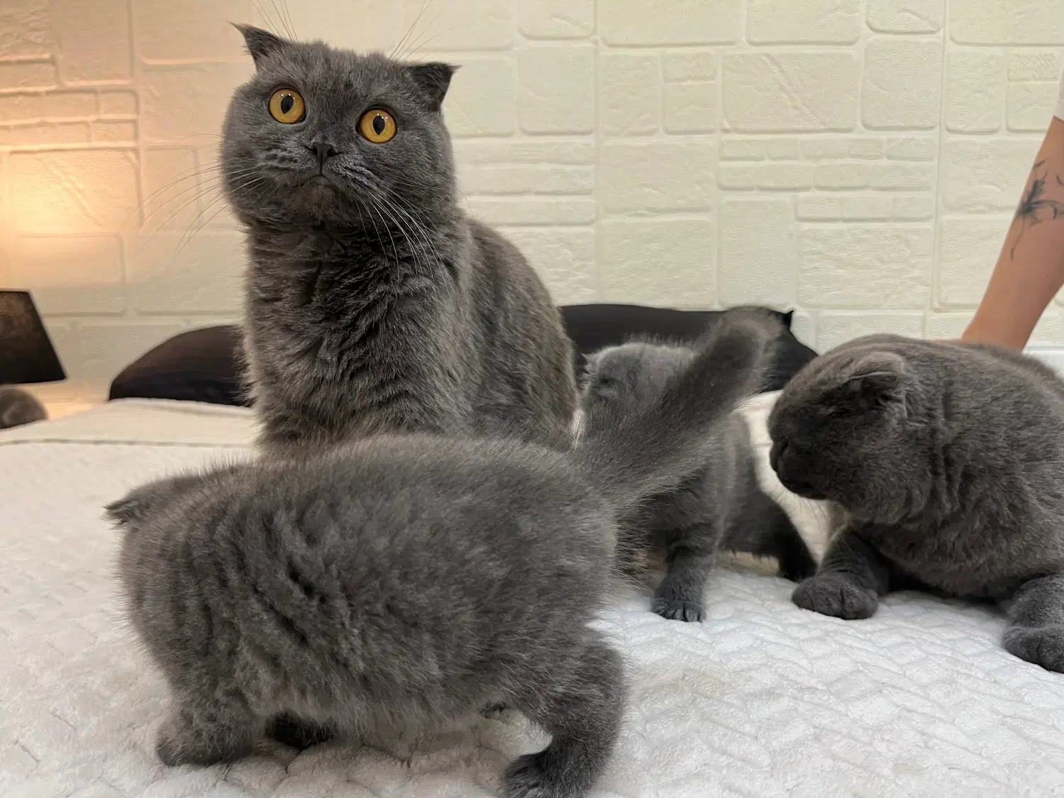 اسکاتیش فولد بلویی|گربه|کرج, باغستان|دیوار