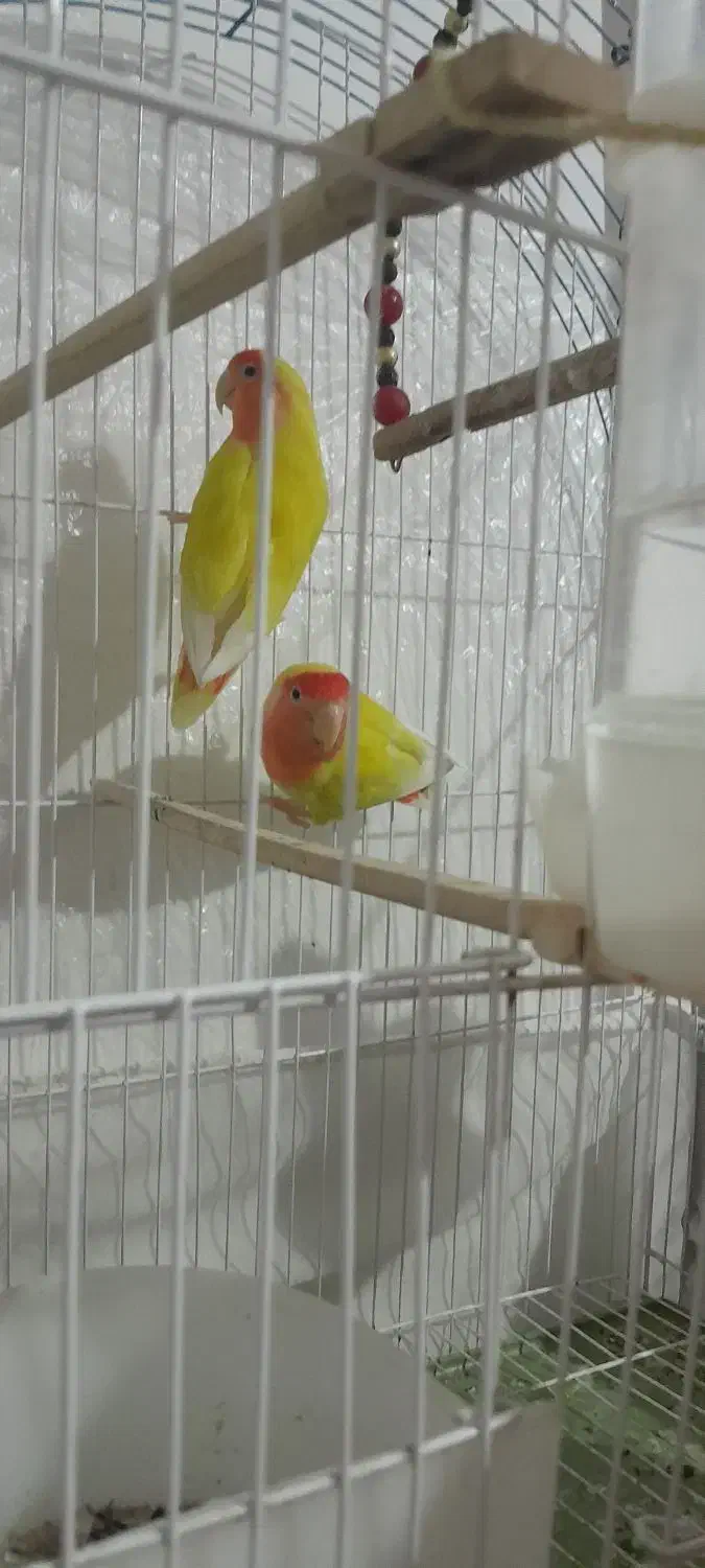 طوطی برزیلی|پرنده|نقده, |دیوار