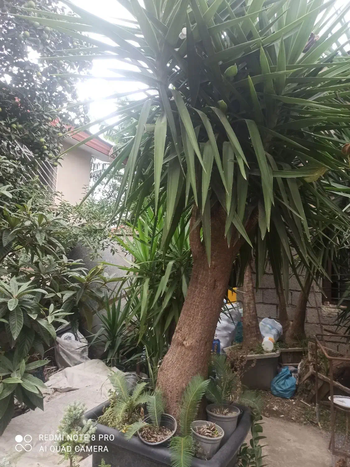 یوکا بزرگ 5تا  گلدان 60|گل و گیاه طبیعی|شیرود, |دیوار