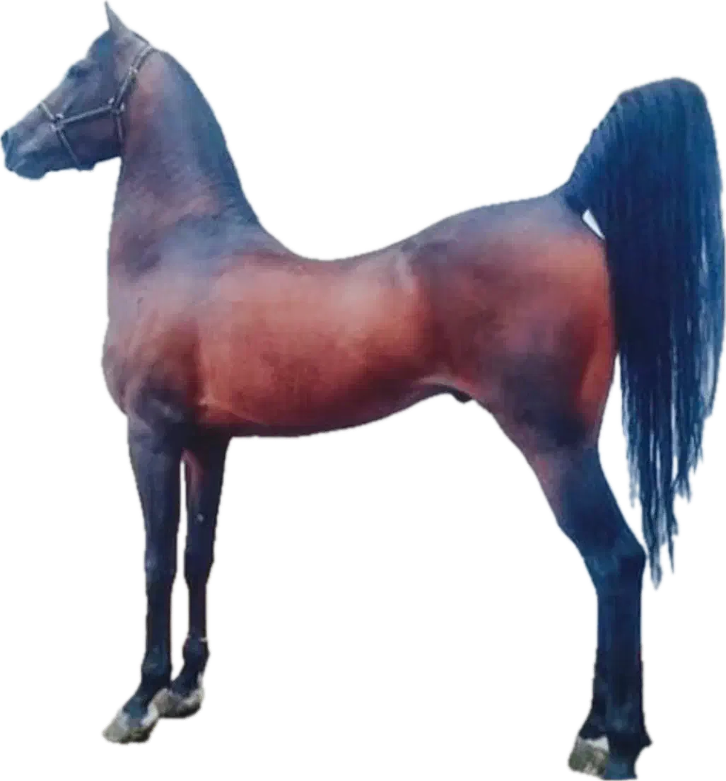 اسب|اسب و تجهیزات اسبسواری|سرخه, |دیوار