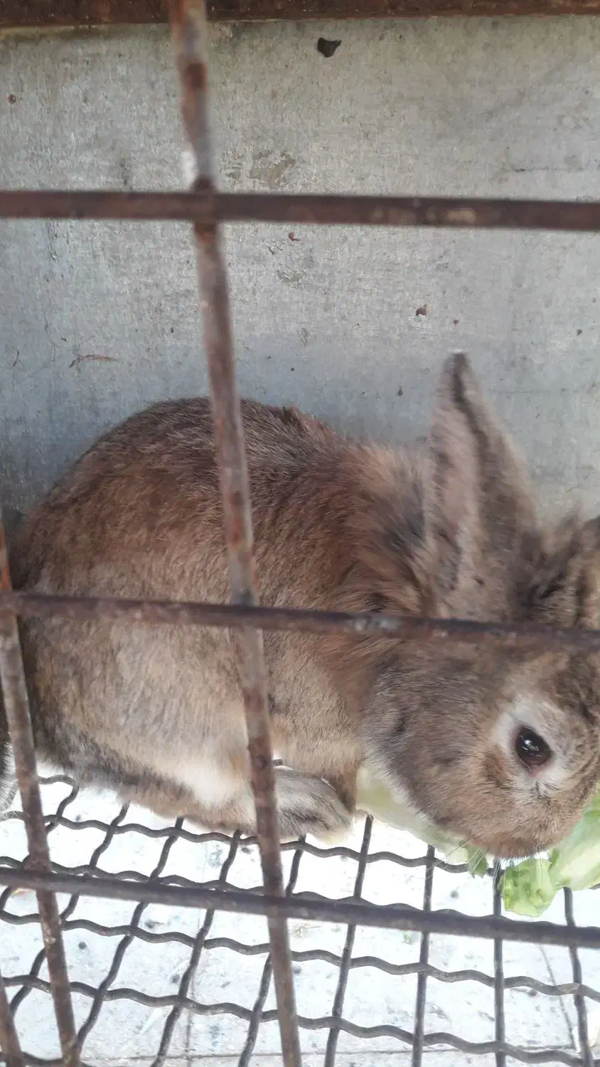 فروش خرگوش های زیبا و باهوش|موش و خرگوش|ری, جوانمرد قصاب|دیوار