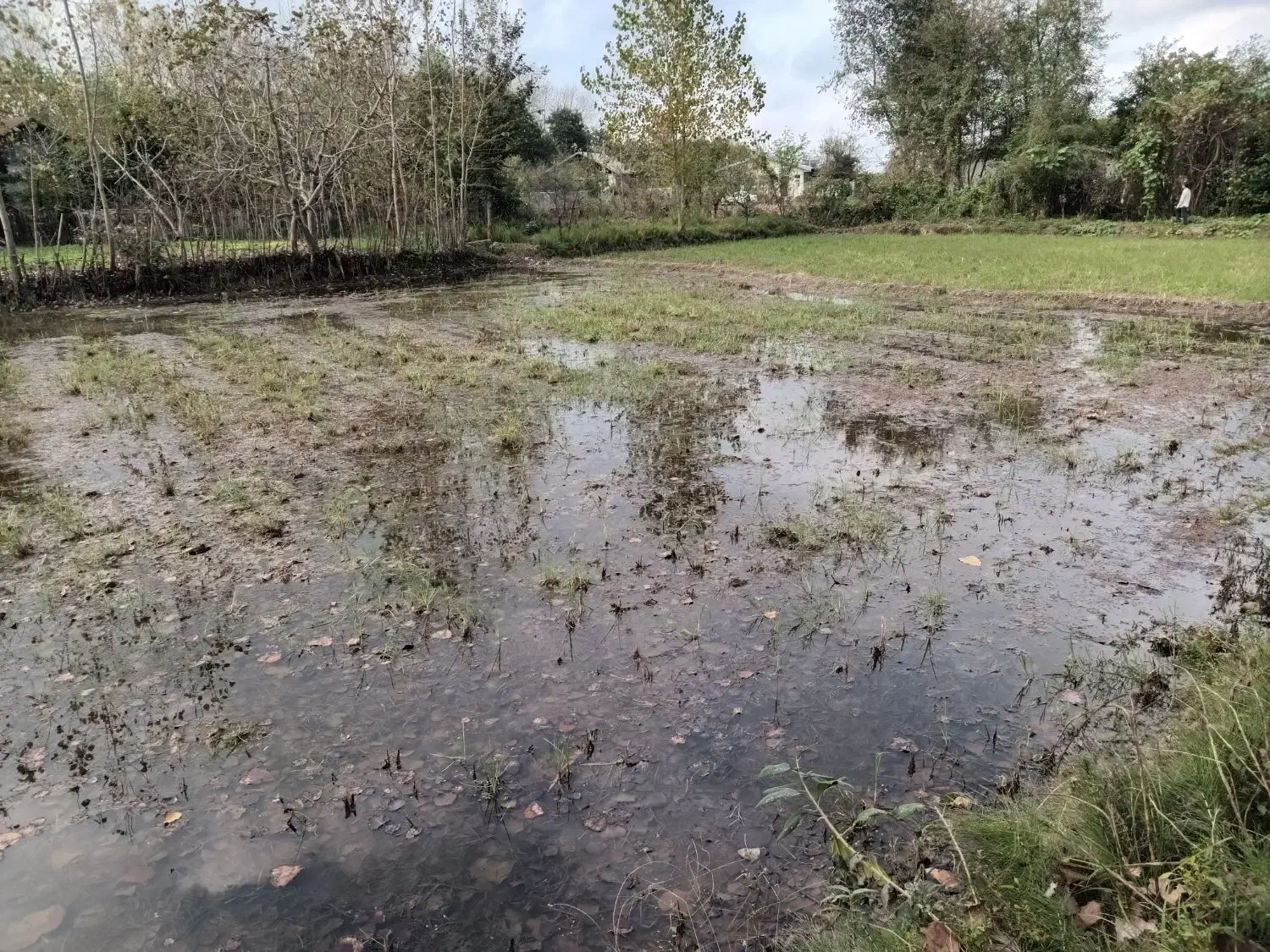 فروش زمین کشاورزی واقع در ارباستان لاهیجان|فروش دفتر صنعتی، کشاورزی، تجاری|لنگرود, |دیوار