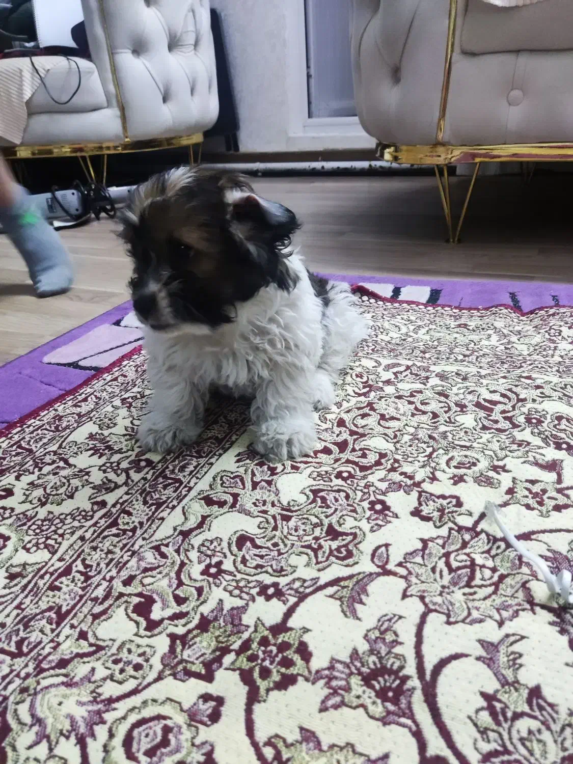 واگذاری سگ شیتزو 2ماهه|سگ|تبریز, |دیوار