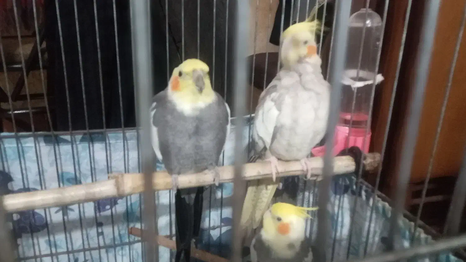 چت طوطی عروس   آرام|پرنده|رشت, حمیدیان|دیوار