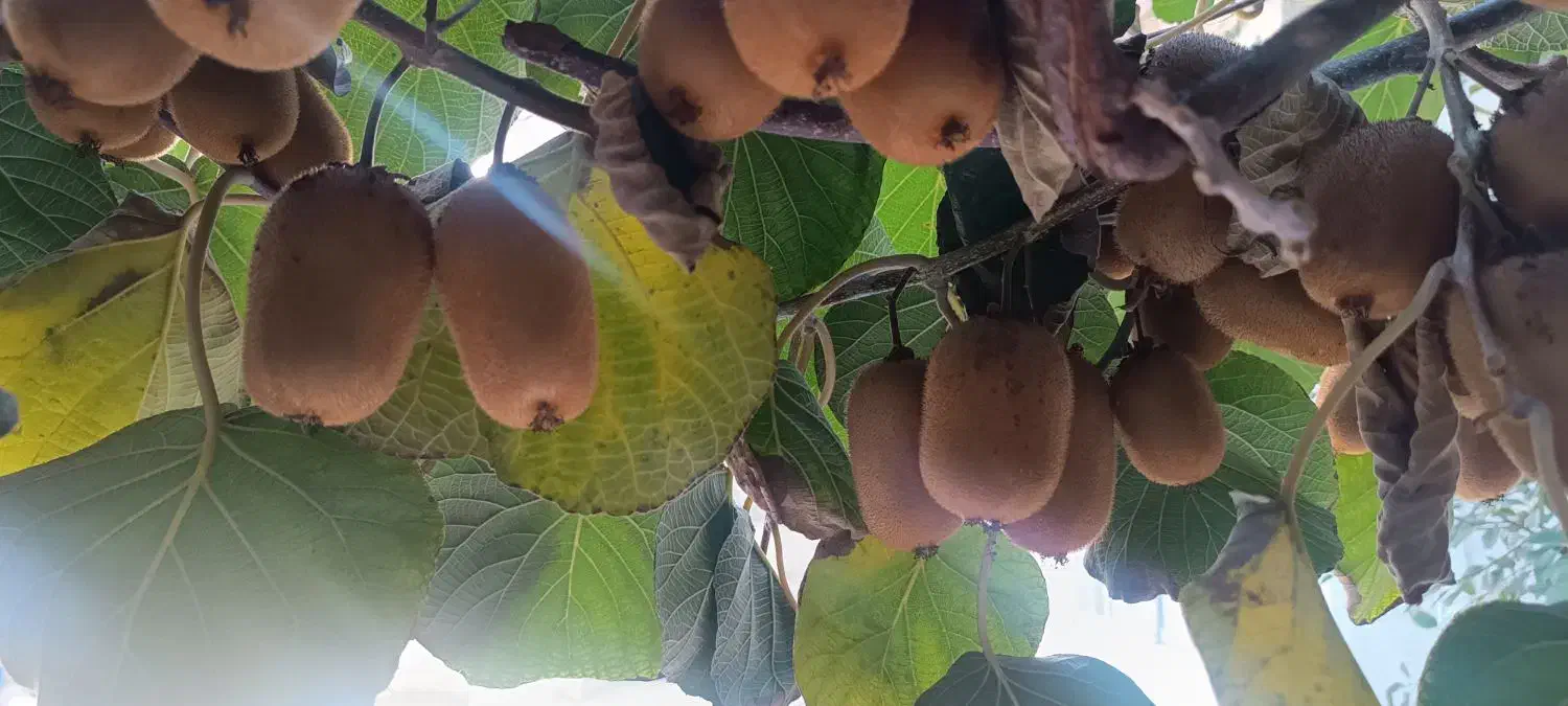 فروش کیوی حدود 60کیلو|خوردنی و آشامیدنی|قائمشهر, |دیوار