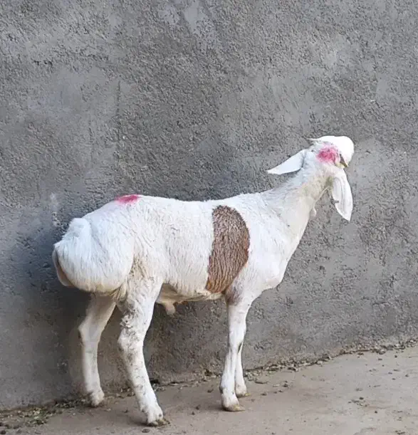 بره نر وماده چینی قندوزی اصیل مخصوص داشت فلکه شهرک|حیوانات مزرعه|تربت جام, شاهد|دیوار