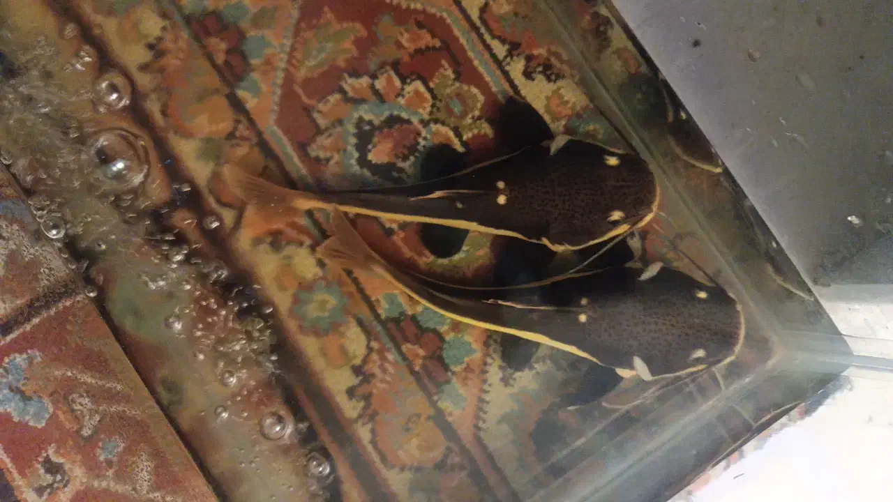 ماهی رتیل|ماهی|اندیشه, شهرک المهدی|دیوار