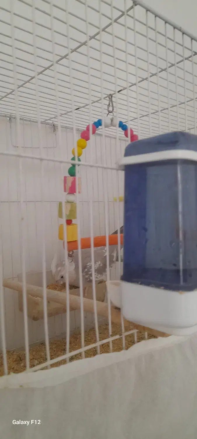 عروس هلندی|پرنده|رشتخوار, |دیوار