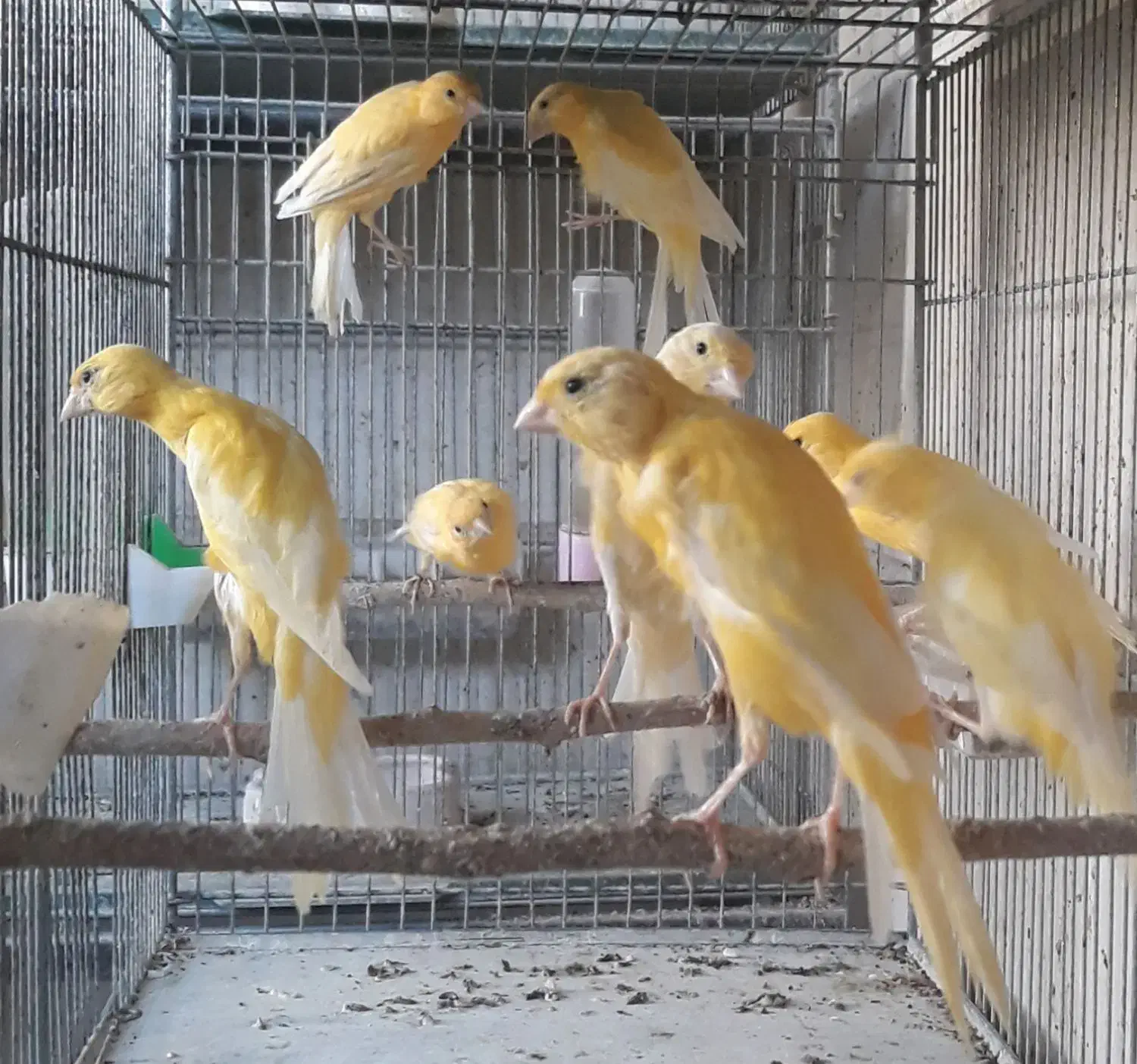 قناری یسر بالغ تعداد محدود|پرنده|قزوین, |دیوار