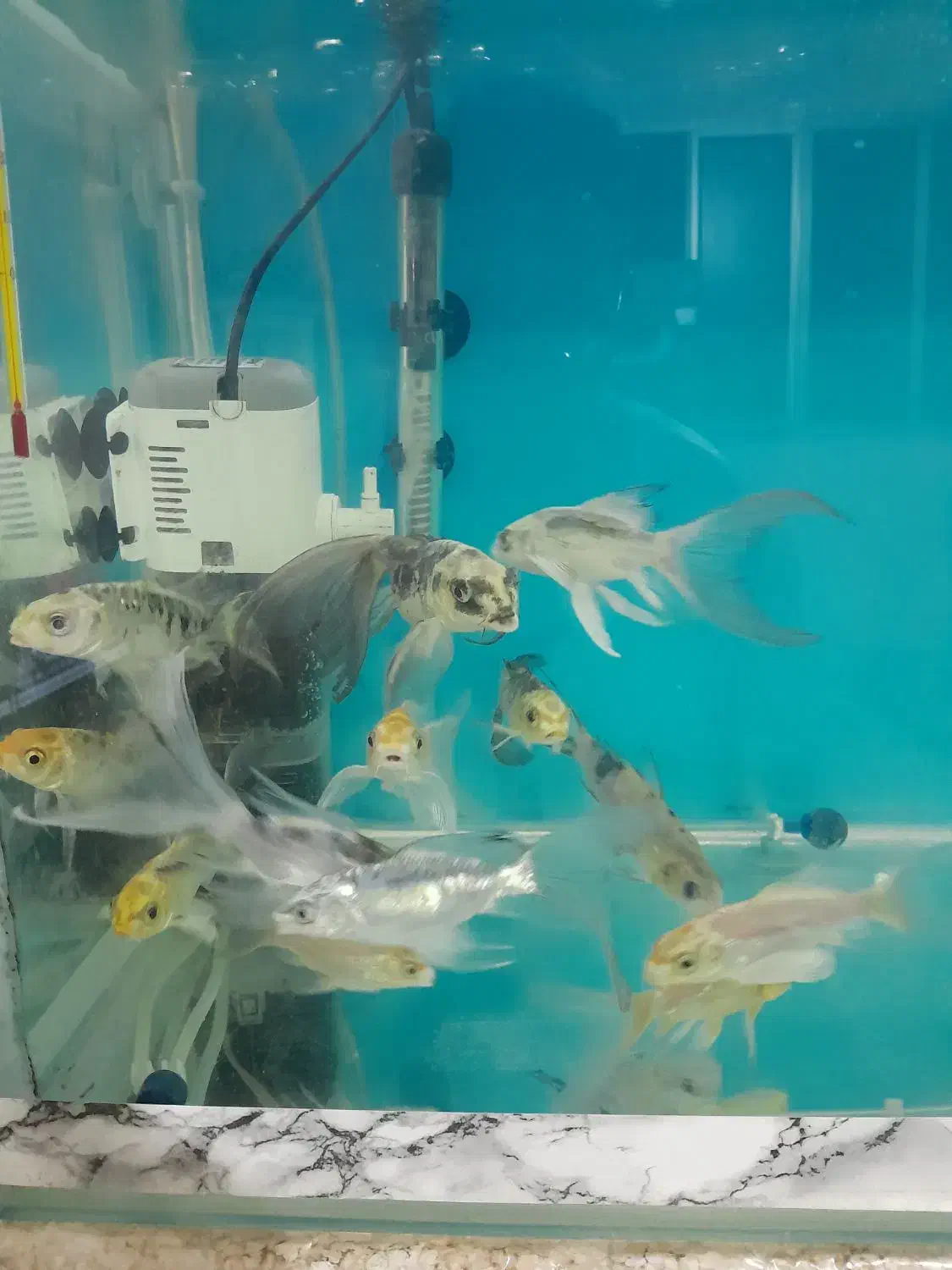 فروش تعدادی ماهی کوی|ماهی|بروجرد, |دیوار