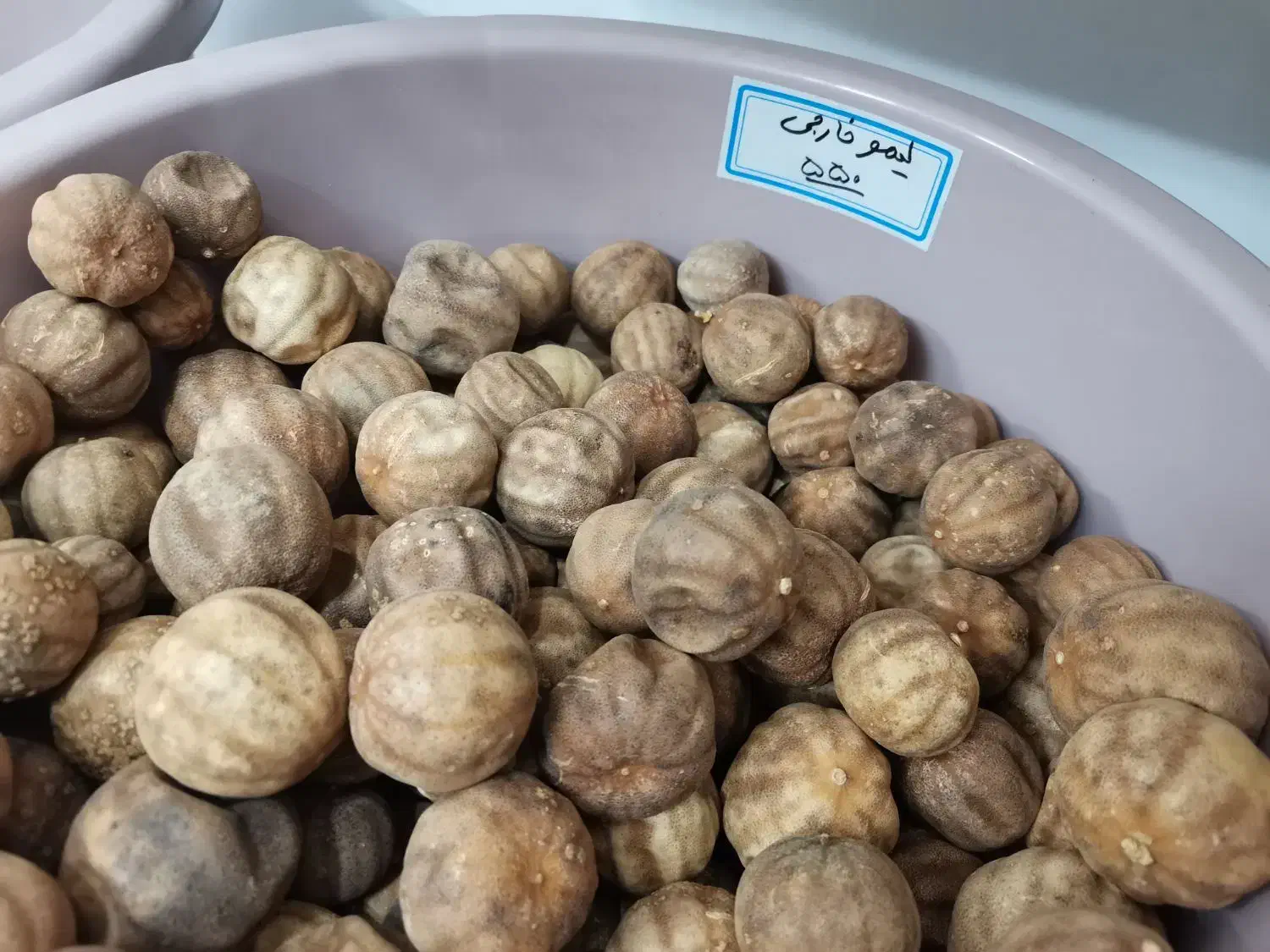 ذرت پفیلا درجه یک|خوردنی و آشامیدنی|کوهدشت, |دیوار