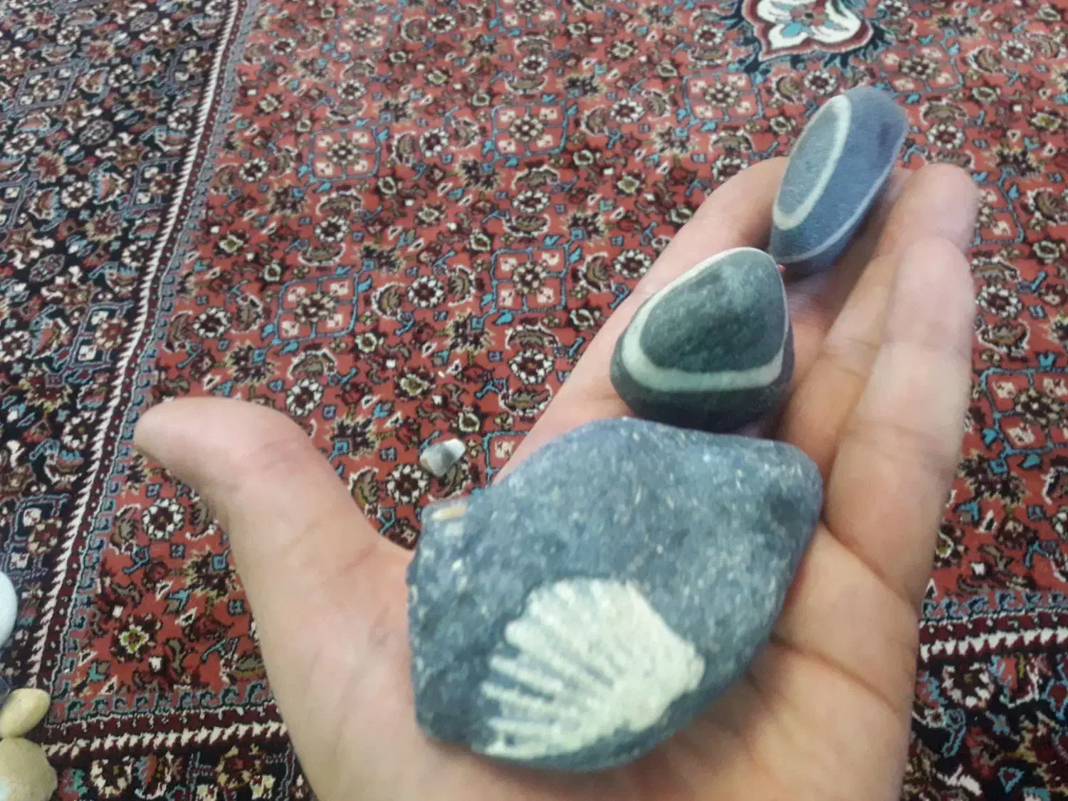 سنگ فسیل|کلکسیون اشیاء عتیقه|زنجان, |دیوار