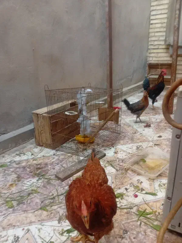 مرغ وخروس عربی ویک مرغ کرمانشاهی|حیوانات مزرعه|بندر امام خمینی, |دیوار