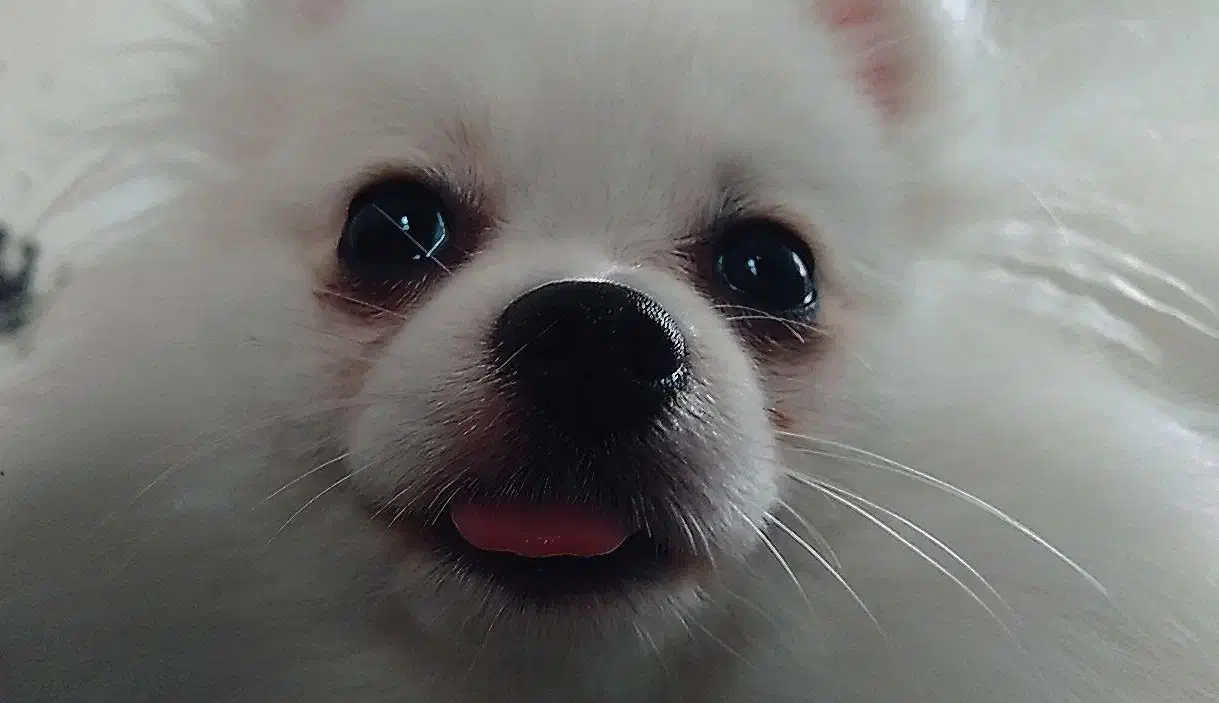 جیبی|سگ|رشت, لاکان|دیوار