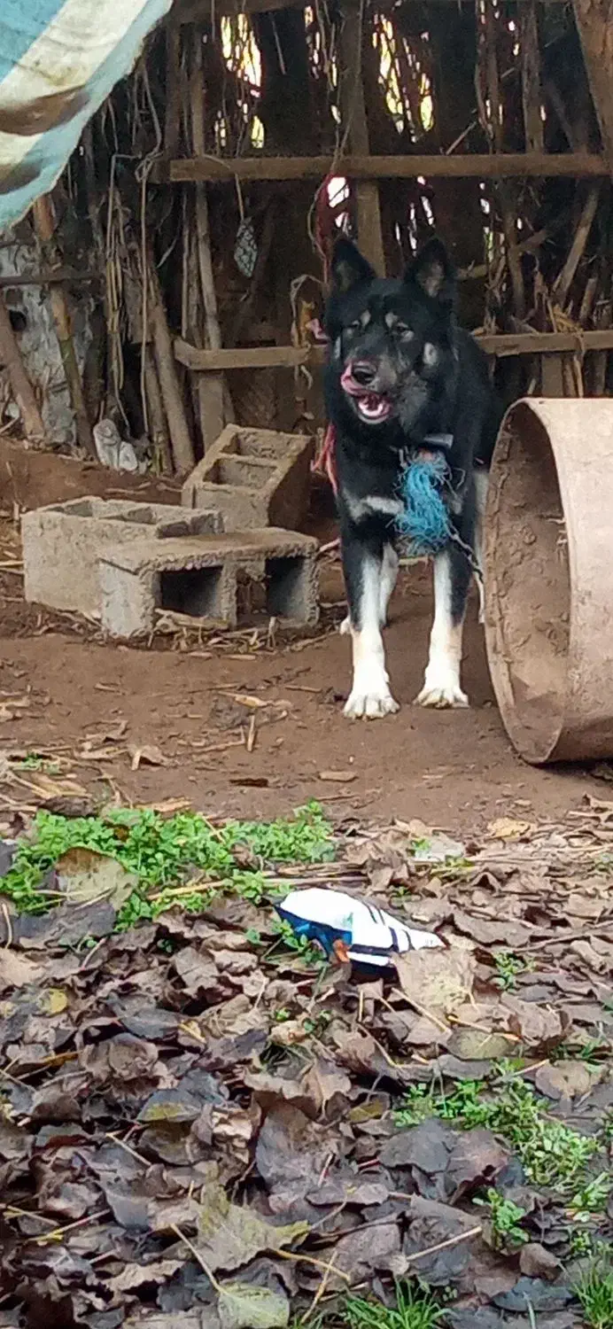 سگ هاسگی ژرمن دورگه نگهبان واقعی گیرنده|سگ|خشکبیجار, |دیوار