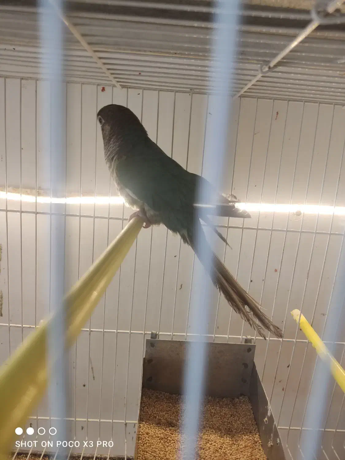 گرینچیک جوجه تراکویس۲عدد ردچیک سانچیک مونچیک|پرنده|مشهد, آزادشهر|دیوار