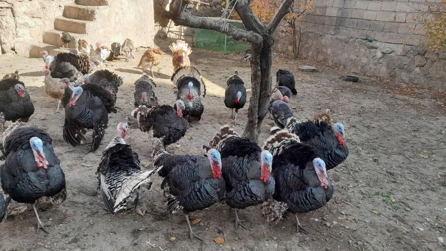 گوشتی|حیوانات مزرعه|مشگین شهر, |دیوار