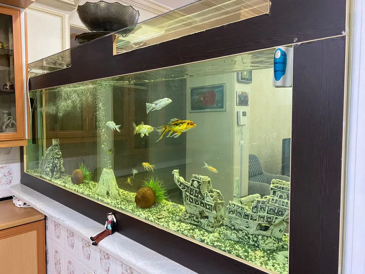 فروش اکواریوم|ماهی|زرند, |دیوار