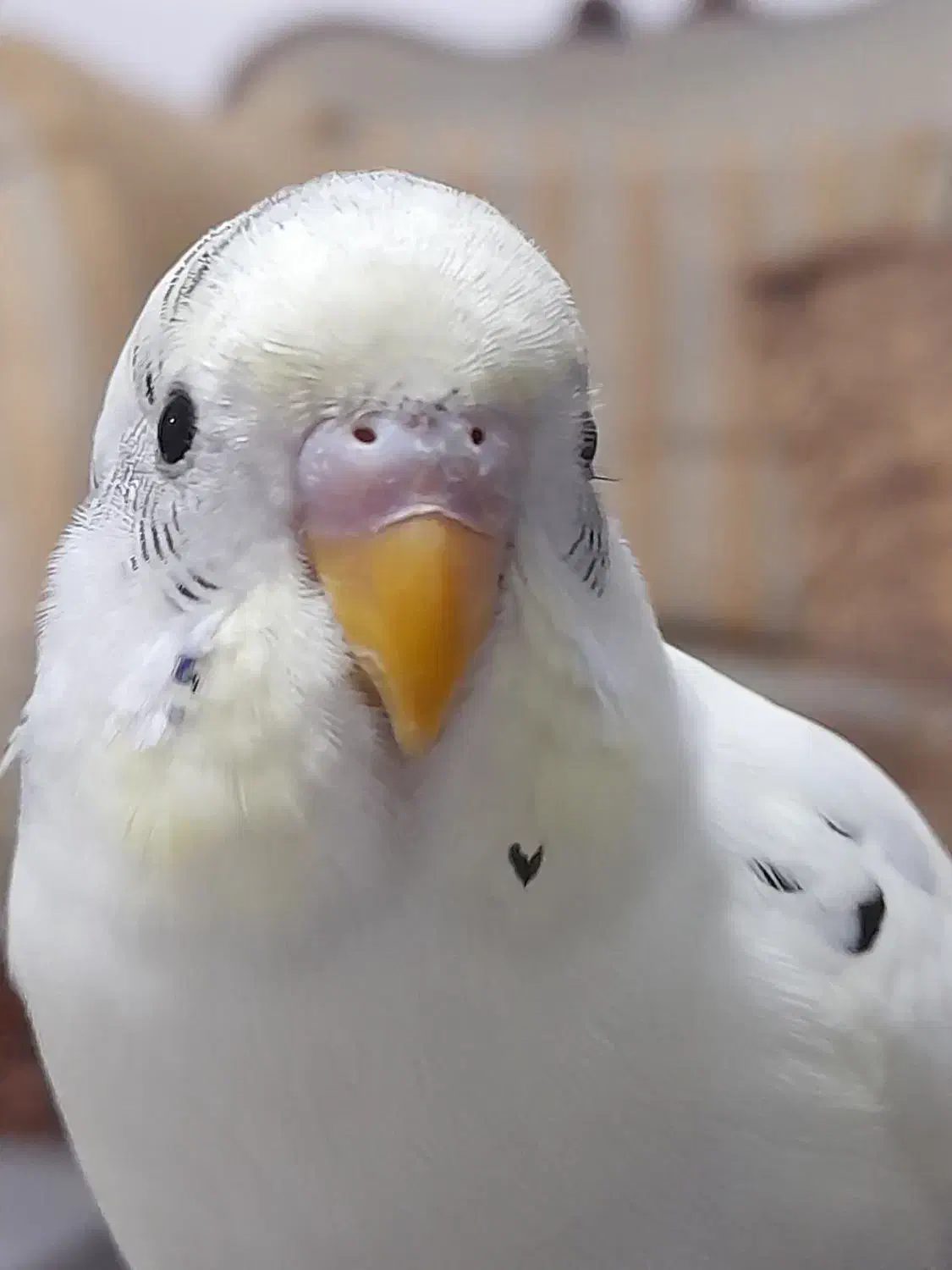 مرغ عشق نر ماده|پرنده|پاکدشت, پاکدشت (مامازند)|دیوار