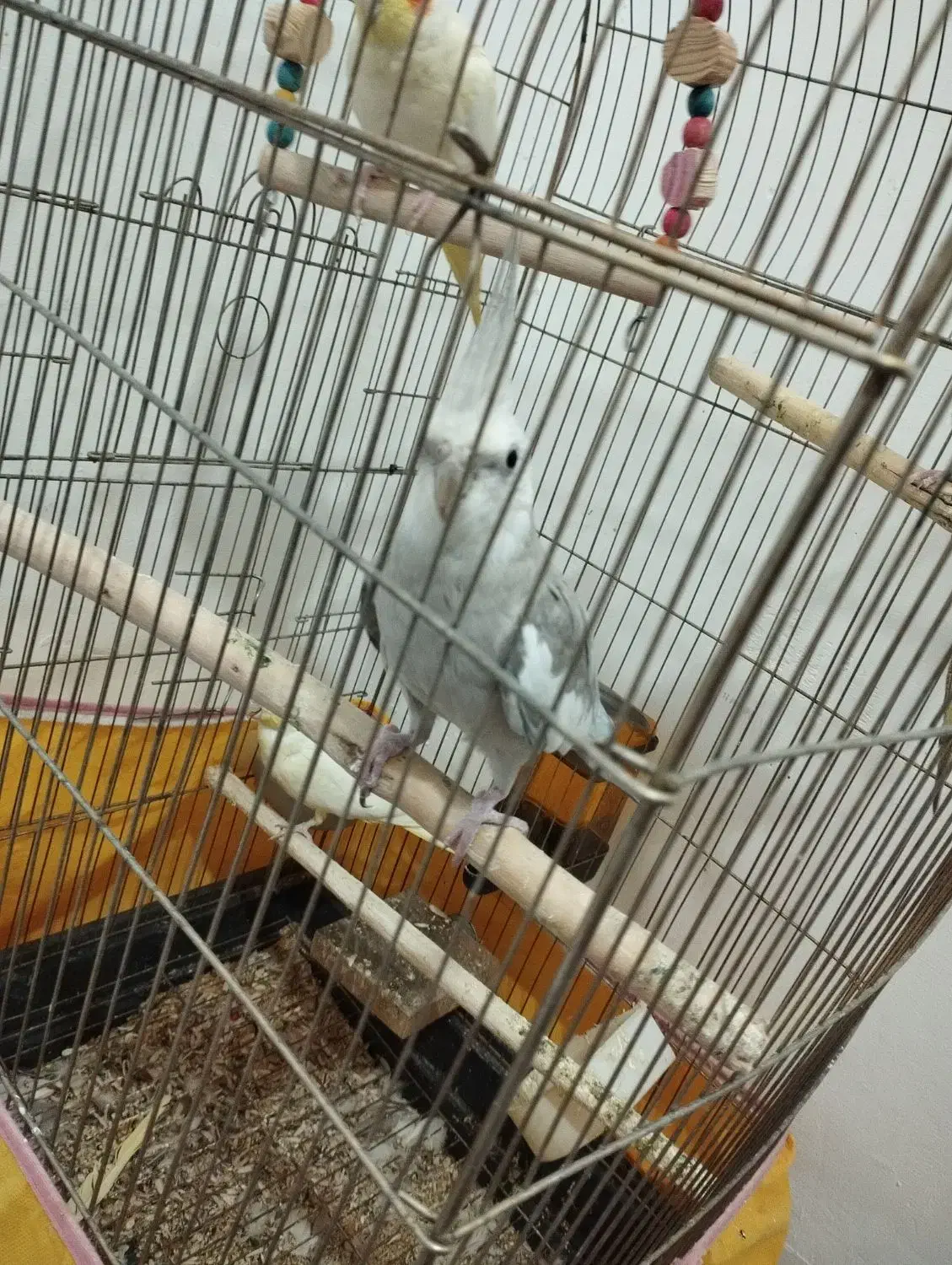 عروس هلندی|پرنده|فردیس, شهرک شهید حسینی|دیوار