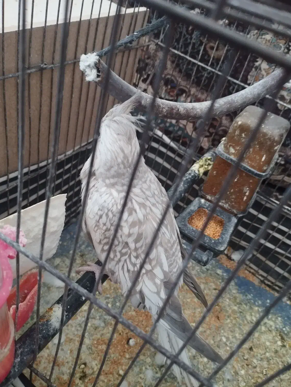 عروس هلندی|پرنده|رامشیر, |دیوار