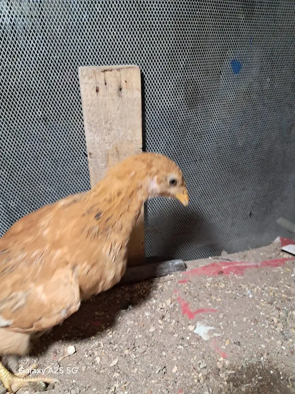 جوجه محلی|حیوانات مزرعه|شیراز, شیخ روزبهان|دیوار