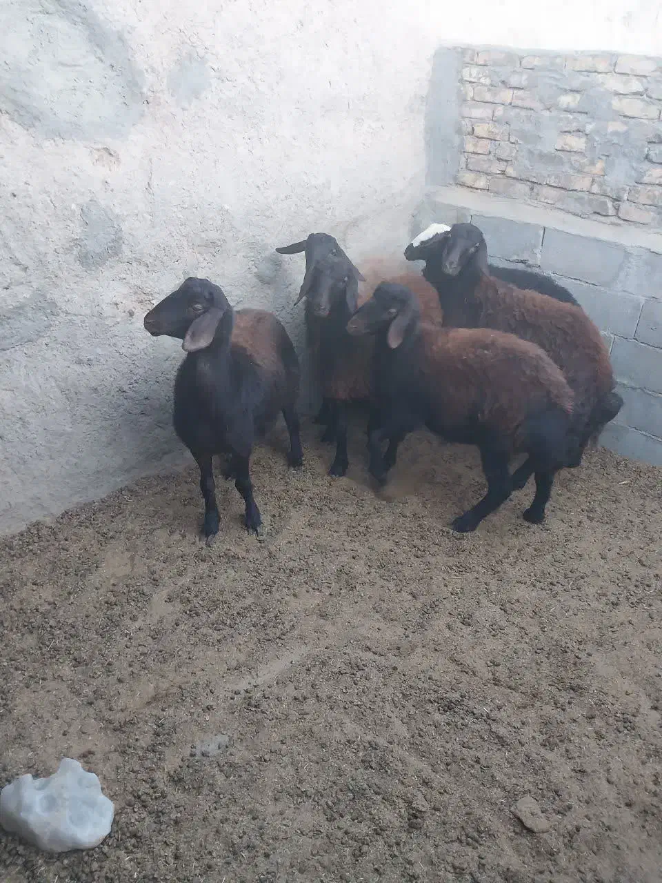 بره ماده داشتی جوون پا قوچی|حیوانات مزرعه|مهریز, |دیوار