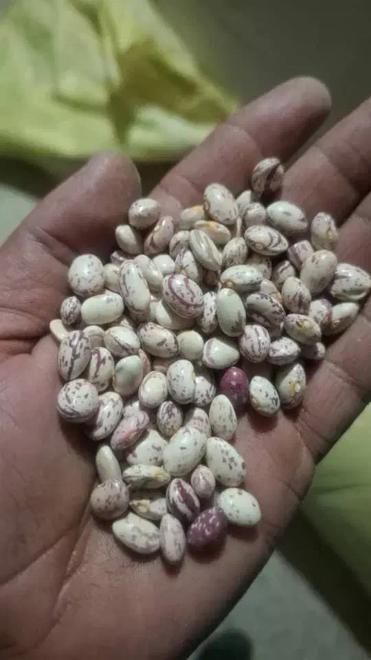 لوبیا نو|عمده‌فروشی|جهرم, |دیوار