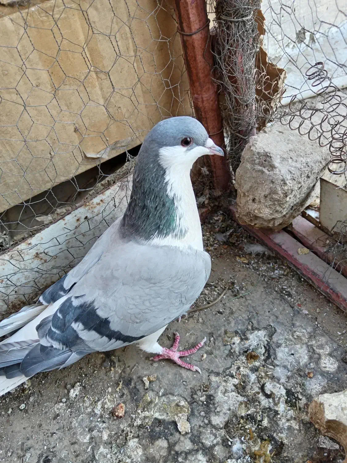 کبوتر|پرنده|اصفهان, پوریای ولی|دیوار