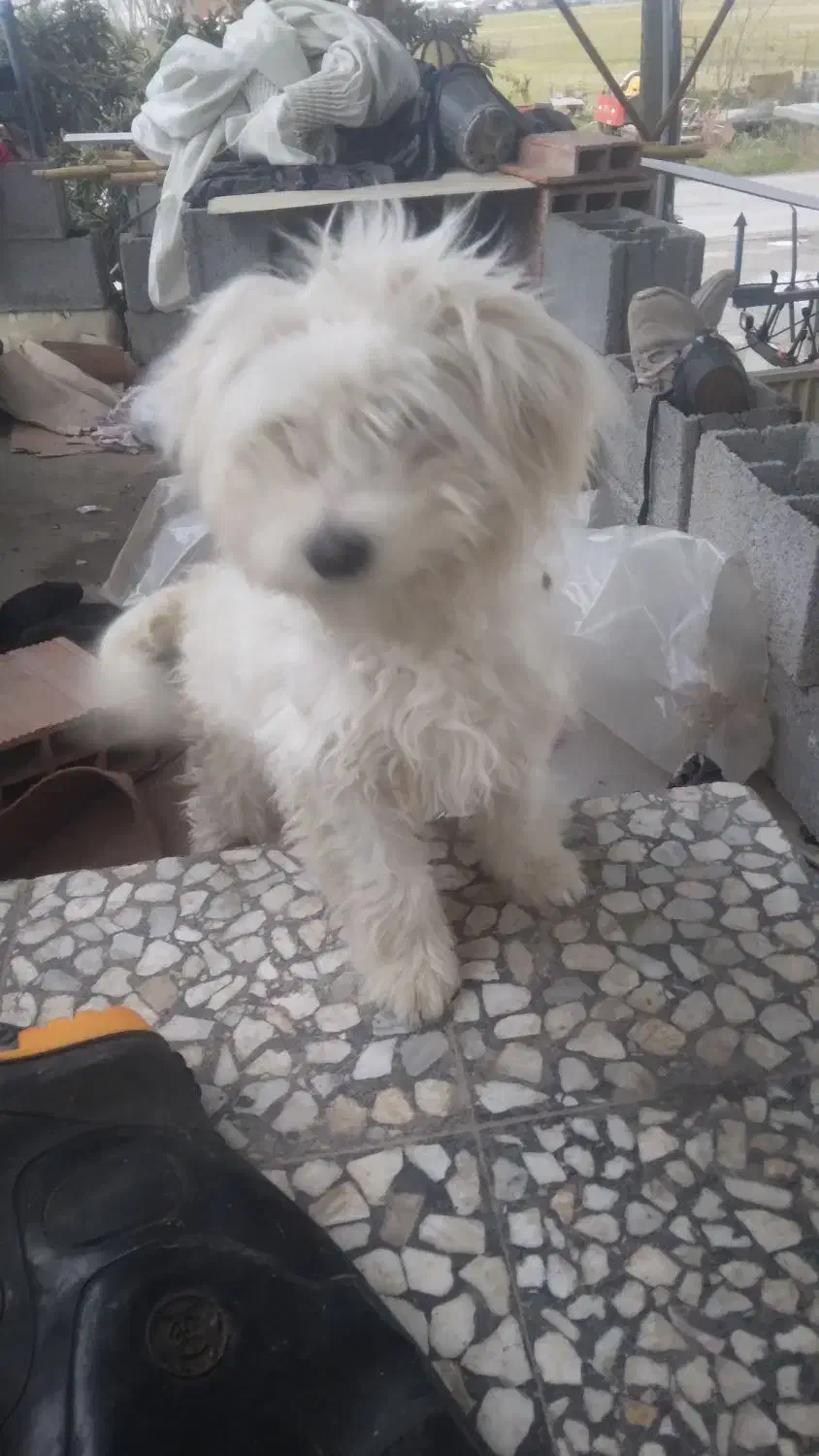 سگ بامزه|سگ|دابودشت, |دیوار