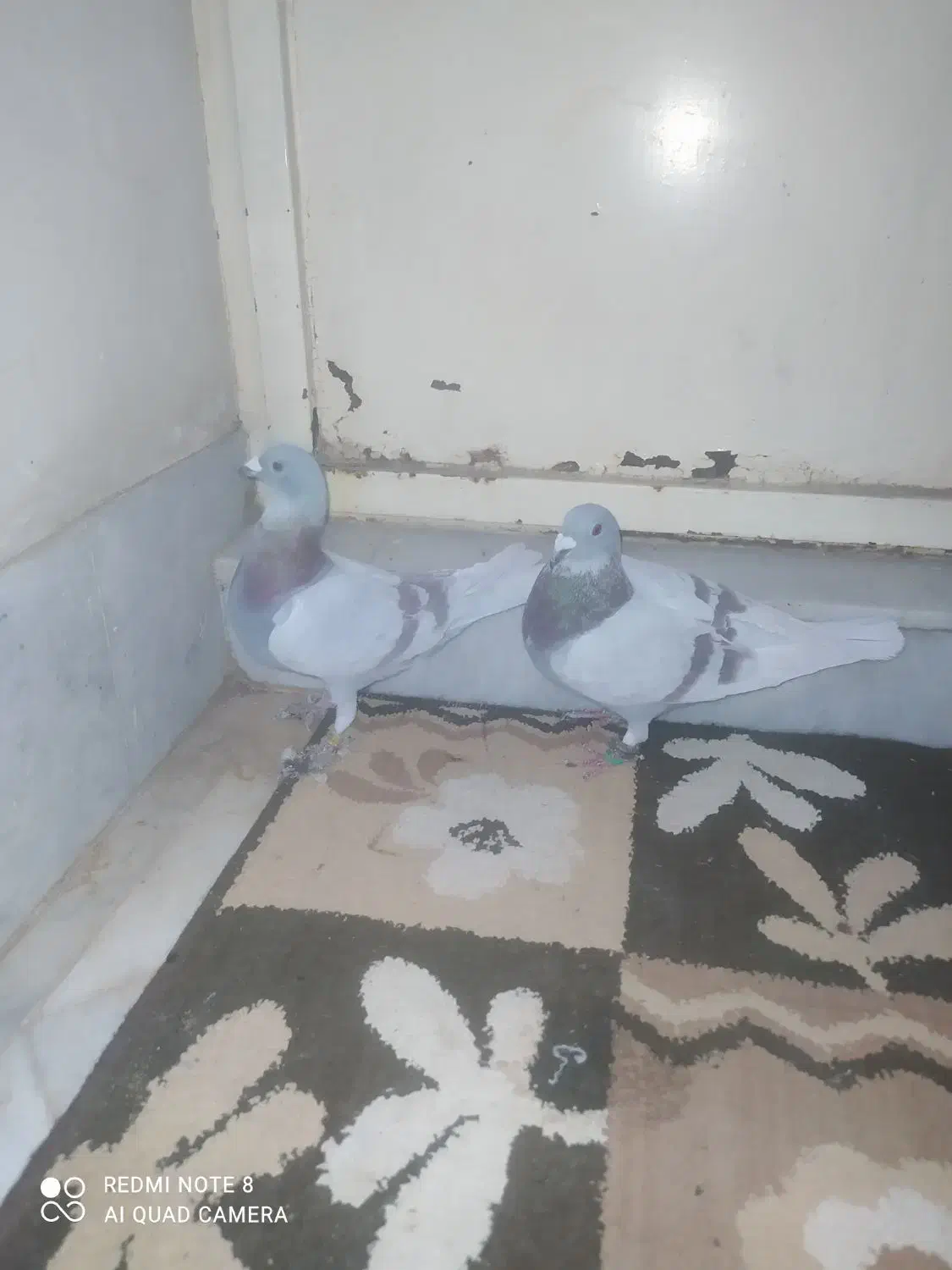 کبوتر پرشی|پرنده|چناران, |دیوار