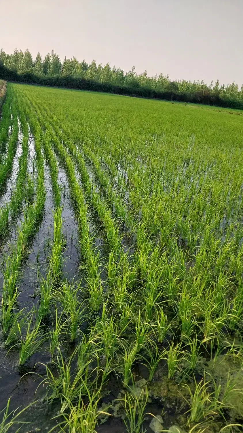 مزرعه فروشی قیمت مناسب|فروش دفتر صنعتی، کشاورزی، تجاری|شاندرمن, |دیوار