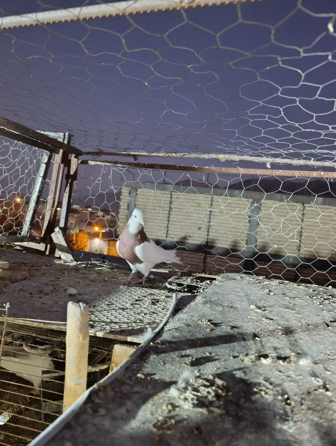 فروش کبوتر|پرنده|جهرم, |دیوار